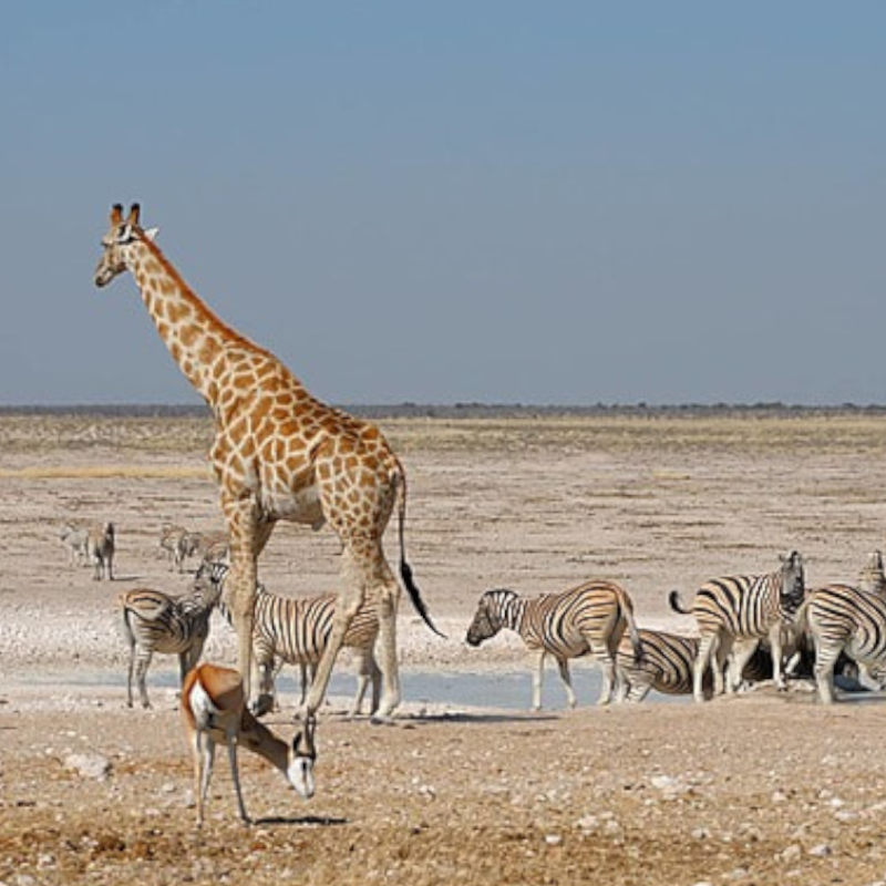 Etosha