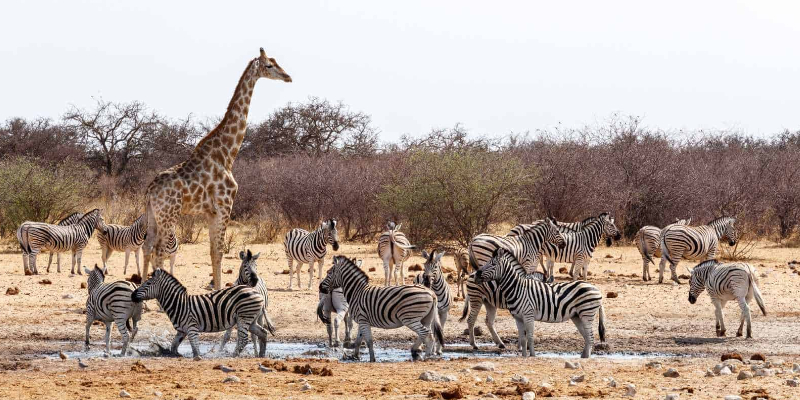 Etosha National Park wildlife